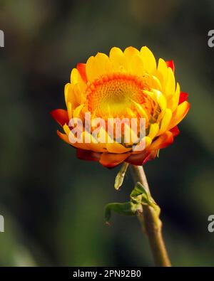 Xerochrysum bracteatum, commonly known as the golden everlasting or strawflower, is a flowering plant in the family Asteraceae native to Australia, it Stock Photo