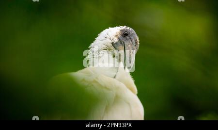 Ibis Eudocimus albus looks around for food, the best photo. Stock Photo