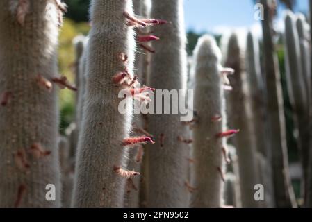 Mostly blurred photo of the pink red flowers of cactus silver torch Stock Photo