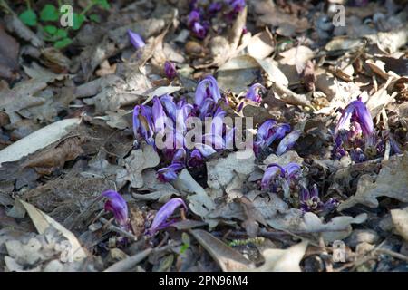 Purple spring flowers of hidden toothwort Lathraea clandestina in UK garden April Stock Photo
