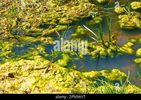 Polluted swamp with green water and algae close up Stock Photo