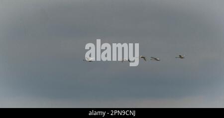 Swans flying over Novozamecky pond in north Bohemia in spring cloudy evening Stock Photo