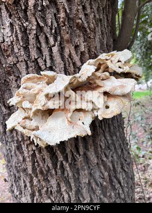 Fungi on the trunk of a tree. leafy grifola Stock Photo