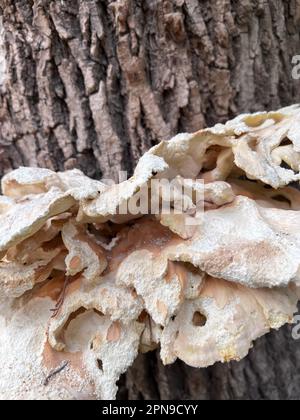 Fungi on the trunk of a tree. leafy grifola Stock Photo