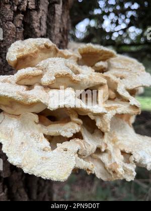 Fungi on the trunk of a tree. leafy grifola Stock Photo