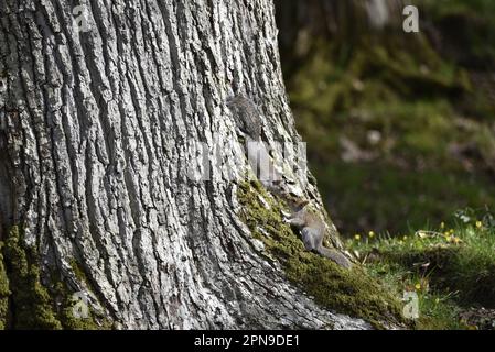 Two Eastern Gray Squirrels (Sciurus carolinensis) Greeting Each Other at the Base of a Tree Trunk on a Sunny Day in Wales, UK in Spring Stock Photo