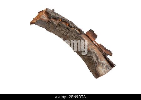 cut down old cherry log on a white background Stock Photo