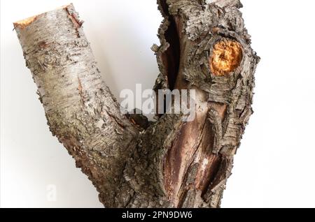 cut down old cherry log on a white background Stock Photo