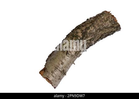 cut down old cherry log on a white background Stock Photo