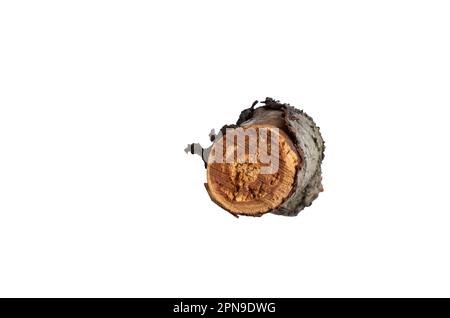 cut down old cherry log on a white background Stock Photo