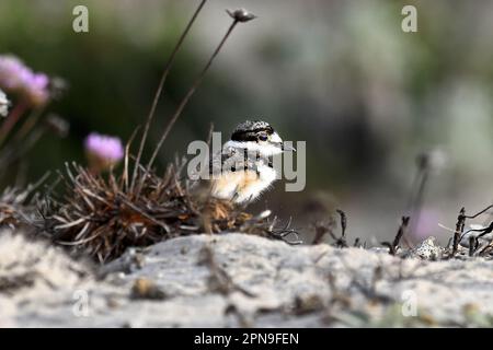 April 17, 2023, Pacific Grove, California, US: Kildeer chick running for cover under their parents wings.They use the art of distraction. When Kildeer it spots a predator close by, the Kildeer parents will pretend it has a broken wing - calling loudly and limping along as it stretches out one wing and fans its tail. The predator, thinking it's spied an easy meal, zeroes in on the parent and leaves the nest alone.If you look closely at the image you will see there is another chick there already. If you look closely at the image you will see there is another chick there already. (Credit Image: © Stock Photo