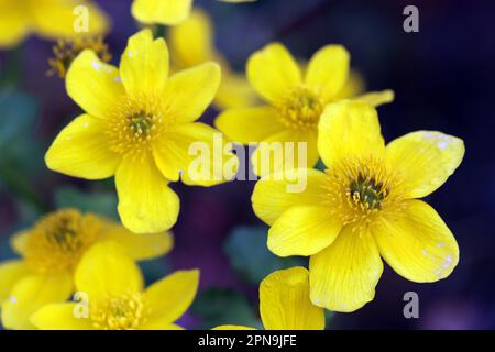 Sumpfdotterblume (Caltha palustris), auch SumpfDotterblume, am