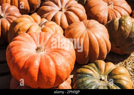 Big orange pumpkins on the , fall decor, farmers market or pumpkin patch Stock Photo