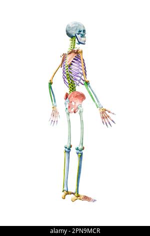 Illustration of a human skeleton in a dynamic jumping pose, showcasing ...