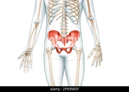 Pelvic girdle or pelvis, sacrum and coccyx bones in color with body 3D  rendering illustration isolated on white with copy space. Human skeleton  anatom Stock Photo - Alamy