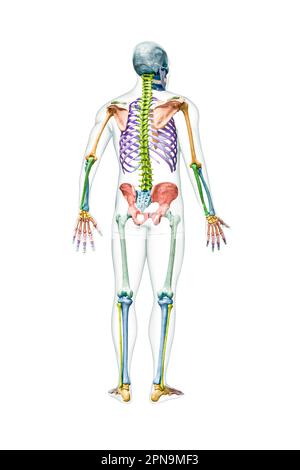 Back view of the full human male skeleton with body 3D rendering illustration isolated on white with copy space. Anatomy or medical diagram with each Stock Photo