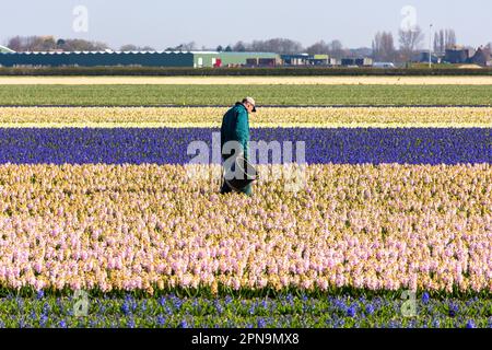 Man tending row of tulip fields, Keukenhof Gardens, Lisse, South Holland (Zuid-Holland), Kingdom of the Netherlands Stock Photo