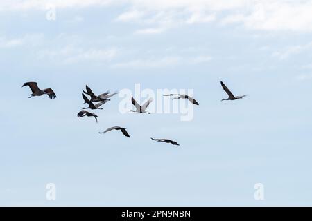 Sandhill Cranes (Antigone canadensis) migrate through Gibbon, Nebraska, USA along the Platte River on their annual flight. Stock Photo