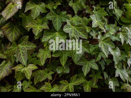 A wall of common Ivy. Usuable as a background or texture. Also known as European ivy, english ivy or ivy. (Hedera helix) Stock Photo