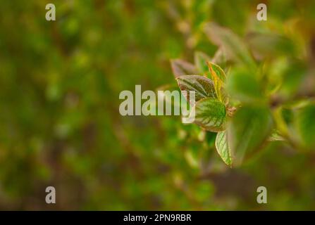 Closeup Nature view of Green Leaf on blurred dark greenery background in garden with copy space using as background. Natural green plants, ecology, fr Stock Photo