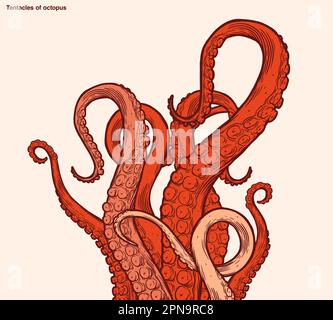 Red octopus tentacles reaching upwards, squid-like marine animal body parts protruding from out of frame, cut for food or frame design, cartoon sketch Stock Vector