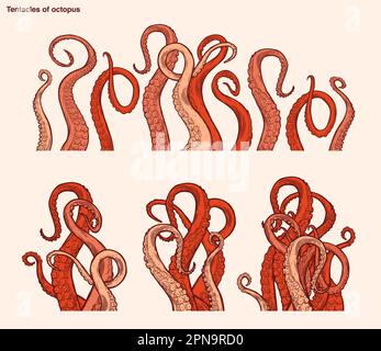 Red octopus tentacles reaching upwards, squid-like marine animal body parts protruding from out of frame, cut for food or frame design, cartoon sketch Stock Vector