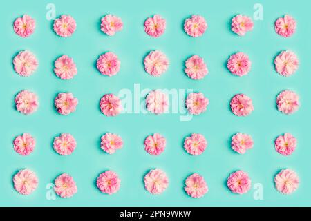 Pink sakura flowers on blue background. Pattern. Stock Photo