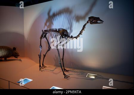 Houston, Texas - April 7, 2023: Dinosaur exhibits at the Houston Museum of Natural Science. Stock Photo