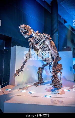 Houston, Texas - April 7, 2023: Dinosaur exhibits at the Houston Museum of Natural Science. Stock Photo