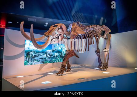 Houston, Texas - April 7, 2023: Dinosaur exhibits at the Houston Museum of Natural Science. Stock Photo