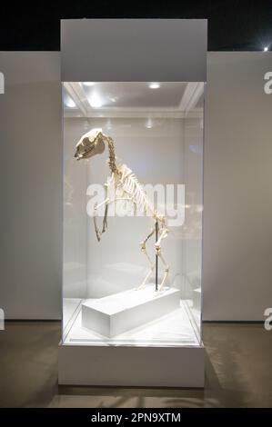 Houston, Texas - April 7, 2023: Dinosaur exhibits at the Houston Museum of Natural Science. Stock Photo