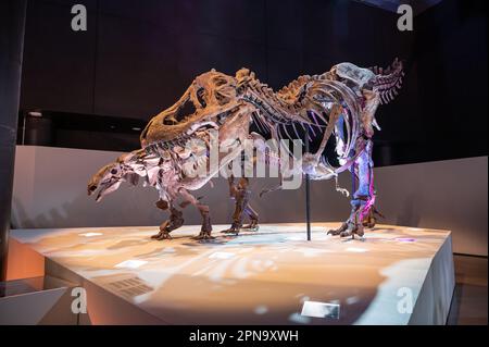 Houston, Texas - April 7, 2023: Dinosaur exhibits at the Houston Museum of Natural Science. Stock Photo