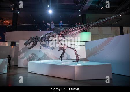 Houston, Texas - April 7, 2023: Dinosaur exhibits at the Houston Museum of Natural Science. Stock Photo