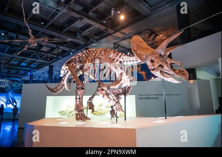 Houston, Texas - April 7, 2023: Dinosaur exhibits at the Houston Museum of Natural Science. Stock Photo