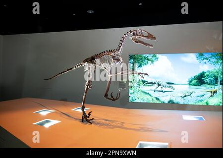 Houston, Texas - April 7, 2023: Dinosaur exhibits at the Houston Museum of Natural Science. Stock Photo