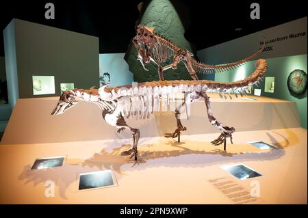 Houston, Texas - April 7, 2023: Dinosaur exhibits at the Houston Museum of Natural Science. Stock Photo