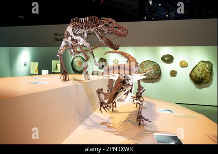 Houston, Texas - April 7, 2023: Dinosaur exhibits at the Houston Museum of Natural Science. Stock Photo