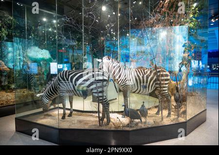 Houston, Texas - April 7, 2023: Exhibits at the Houston Museum of Natural Science. Stock Photo