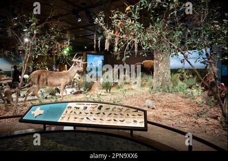 Houston, Texas - April 7, 2023: Exhibits at the Houston Museum of Natural Science. Stock Photo