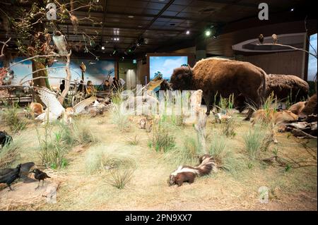 Houston, Texas - April 7, 2023: Exhibits at the Houston Museum of Natural Science. Stock Photo