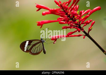 Glasswing Butterfly, Greta oto in Costa Rica Stock Photo