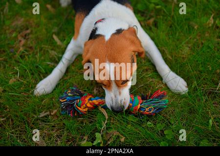 A dog pulling a rope. Beagle dog playing with his master. Dog and his master outside. Stock Photo