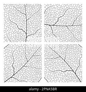 Leaf vein vector texture isolated transparent autumn black detail botanical vein leaf organic Stock Vector