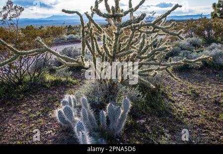Cholla and prickly pear cacti in northern Mojave Desert, Utah, USA.  In early summer these prickly cacti display beautiful flowers. Stock Photo