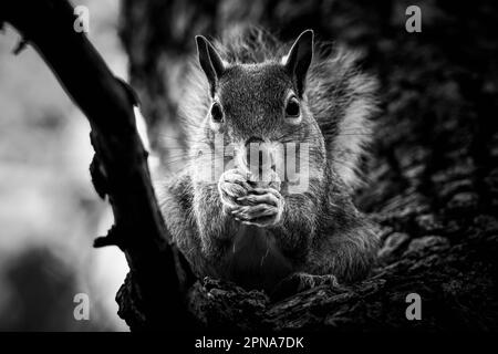 An adorable Eastern Gray Squirrel enjoys a snack on a tree branch. Raleigh, North Carolina. Black and white. Stock Photo