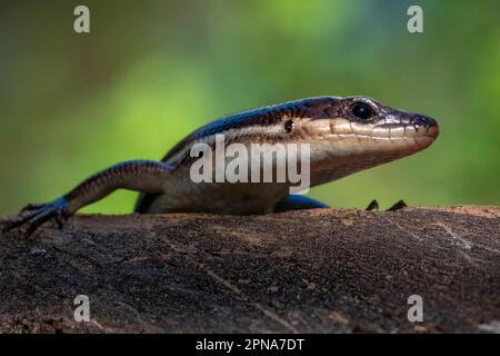 A curious Five-lined Skink pauses to inspect. Raleigh, North Carolina. Stock Photo