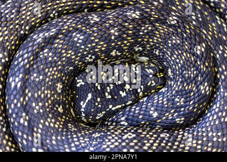 Australian Diamond Python in curled up position Stock Photo