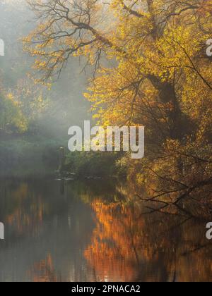 Autumn on the Mulde River, Water Reflection, Dessau-Woerlitz Garden Realm, Dessau-Rosslau, Saxony-Anhalt, Germany Stock Photo