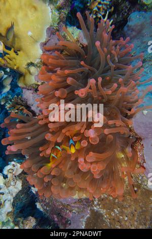 Fluorescent bubble-tip anemone (Entacmaea quadricolor) inhabited by two red sea clownfishes (Amphiprion bicinctus), Strait of Tiran dive site, Sinai Stock Photo