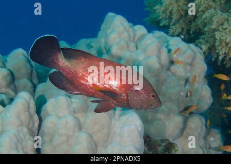 Yellowfin hind (Cephalopholis hemistiktos), Dive site House Reef Mangrove Bay, El Quesir, Egypt, Red Sea Stock Photo